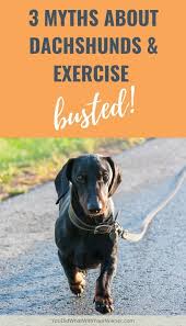 Whats The Minimum Exercise Required To Help Keep A Dachshunds Back Strong Dachshund Dog Exercise Exercise