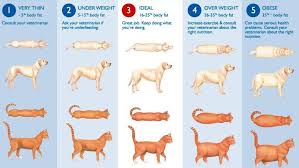 cat breed chart obesity can be caused by many things lets