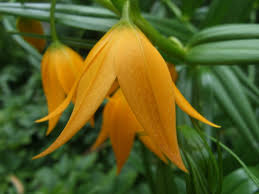 Image result for Littonia modesta