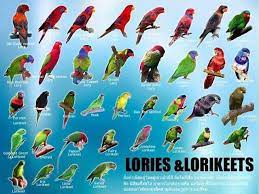 They are a monophyletic group in the parrot family psittacidae. Lories And Lorikeets