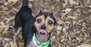 But a massive cane toad caught in australia, nicknamed toadzilla, has been described as the size of a small dog! The Trouble With Toads Getting To The Bottom Of This Toxic Threat Aspca