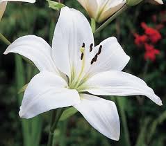 Garden Catalog Time Calling It Home White Lily Flower Lily Flower White Flower Farm