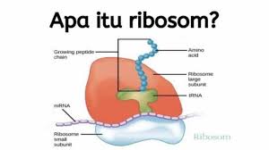 Check spelling or type a new query. Ribosom Pengertian Struktur Fungsi Dan Gambarnya