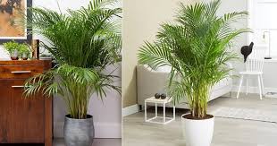 Areca palm leaves turning yellow and brown. Growing Areca Palm Indoors How To Grow Areca Palm