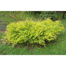 Image result for Kraussia floribunda