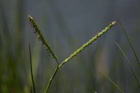 Image result for Paspalum vaginatum