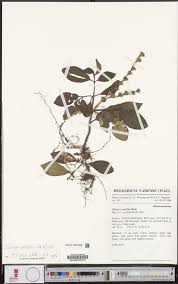 Image result for Calvoa