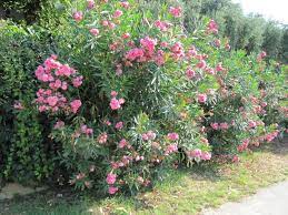 S'il pousse en pleine terre dans le sud, ailleurs, on installera les plants dans des pots ou des bacs pour les faire hiverner sous une serre. Laurier Rose Villa Romaine Une Variete Resistante Au Froid