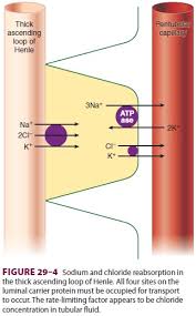 Image result for Loop Diuretic