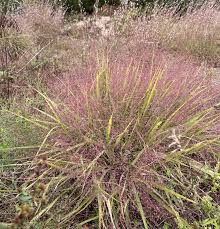 Image result for Eragrostis congesta