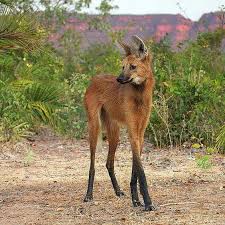 The Maned Wolf Endangered Species Native Of South America Bizarre Animals Weird Animals Unique Animals