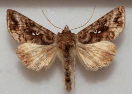 Image result for Autographa excelsa