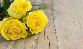 We did not find results for: Ultimate Yellow Rose Meaning Symbolism Guide Goldflorist