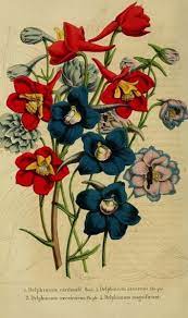 Pin On Flower Illustrations