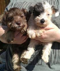 Maybe you would like to learn more about one of these? Schnoodle Pets And Animals For Sale Texas