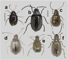 Image result for Teramnus uncinatus