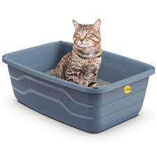 Litter box cat