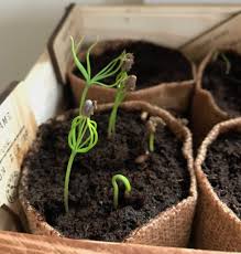 Select a planting container to plant the bonsai seeds. My Bonsai Journey Part 1