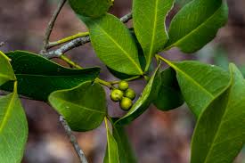 Image result for Vepris reflexa