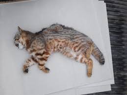 Colocolo cats have expansive geographical range. Atropello De Gato Colo Colo Desata Debate Por Exceso De Velocidad En Parque Llanos De Challe El Quehaydecierto Cl Noticias De Copiapo Y Atacama
