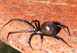 Spider Categorized Species Photos Pest Control Canada