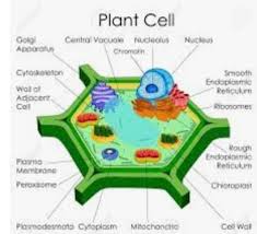 Microscope parts and functions with labeled diagram and functions how does a compound microscope work?. Draw A Labelled Diagram Of Plant Cell Describe The Structure And Function Of Organellesof Cell Brainly In