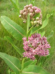Asclepias Sullivantii Prairie Milkweed Milkweed Asclepias Deer Resistant Plants