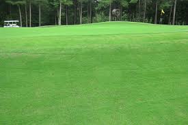 Geo Zoysia Buy Sod Online Sod Solutions