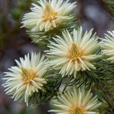 Image result for Phylica