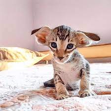 Awesome 20 Of The World S Most Expensive Cat Breeds Costing Up To 100 000 In 2021 Cat Breeds Oriental Shorthair Cats Popular Cat Breeds