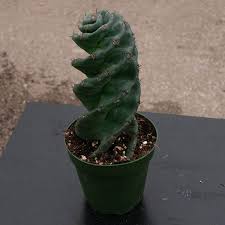 Image result for Grewia forbesii