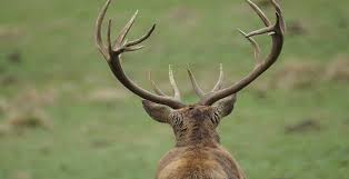 Deer Antler Spray Potential Benefits And Nutrition Facts Dr Axe
