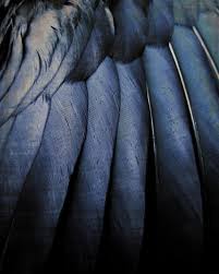 Birds Of A Feather 2020 Series Feather Photography Dark Blue Black Crow Feathers Bird Wing Etsy In 2020 Crow Feather Feather Photography Ravenclaw Aesthetic