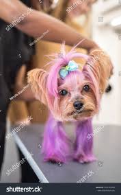 Image result for yorkshire haircut