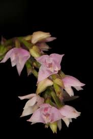 Image result for Polystachya cultriformis