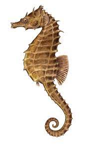 Seahorse Png Image Png Image Sea Horses Illustration Seahorse Art Seahorse Drawing