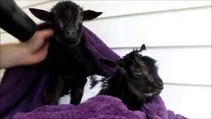 Baby goats need a space that is both warm and dry, as either cold or dampness can have an ill effect on their health. Newborn Twin Goats Take First Bath Youtube