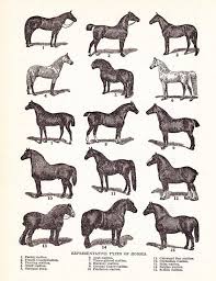Horse Print Vintage Horses Chart Printable Digital