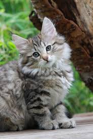 If you are looking to get a norwegian forrest cat, don't forget these 68 questions to ask before getting a cat. Norwegian Forest Cat Breed Information Pictures Characteristics Facts Norwegian Forest Cat Forest Cat Norwegian Forest Kittens