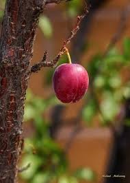 We did not find results for: How To Grow And Care For An American Wild Plum Tree Prunus Americana Dengarden