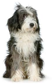 Bearded Collie Puppies