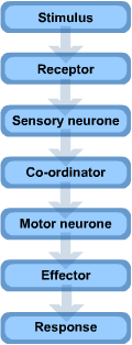 Nervous System Gcse Biology Revision Gcse Science Revision Gcse Science
