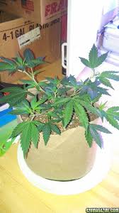 This will help to grow stronger, healthier plants. 14 Watt Led Grow Light 420 Magazine