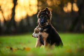 If your dog is on the mature side, he might need between four and six hours of your time daily. How Much Time Do You Need To Care For A Puppy Pets4homes