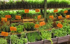 You can also start off with kitchen garden and then move to home garden when comfortable. 9 Herbs And Spices To Start A Medicinal Garden At Home One Green Planet