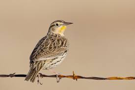 Birds Of Western New York State Oregon State Bird Western Meadowlark State Birds Oregon Oregon State