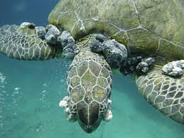 Disease Linked to Poor Water Quality Affecting Island's Sea Turtle  Population