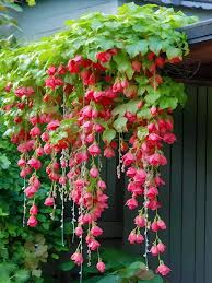 Image result for Begonia princeae