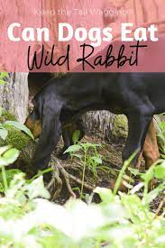 Can Dogs Eat Wild Rabbit Can Dogs Eat Dog Eating Dog Safe Food