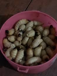 Bagaimana hukum makan ikan yg msh hidup? Ulat Sagu